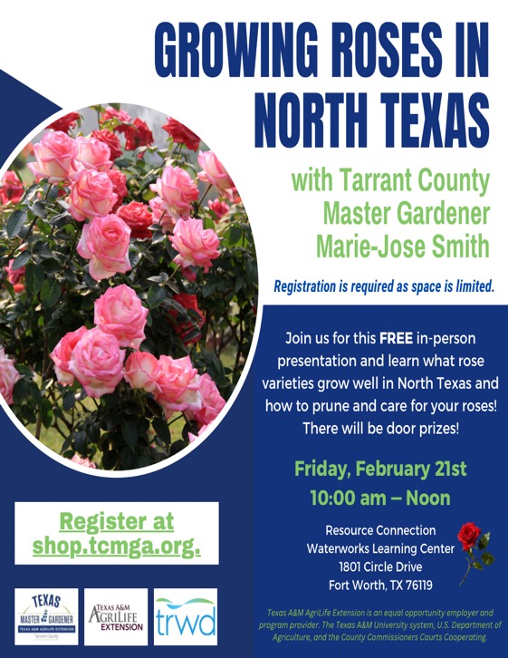 Growing Roses in North Texas 21Fwv25